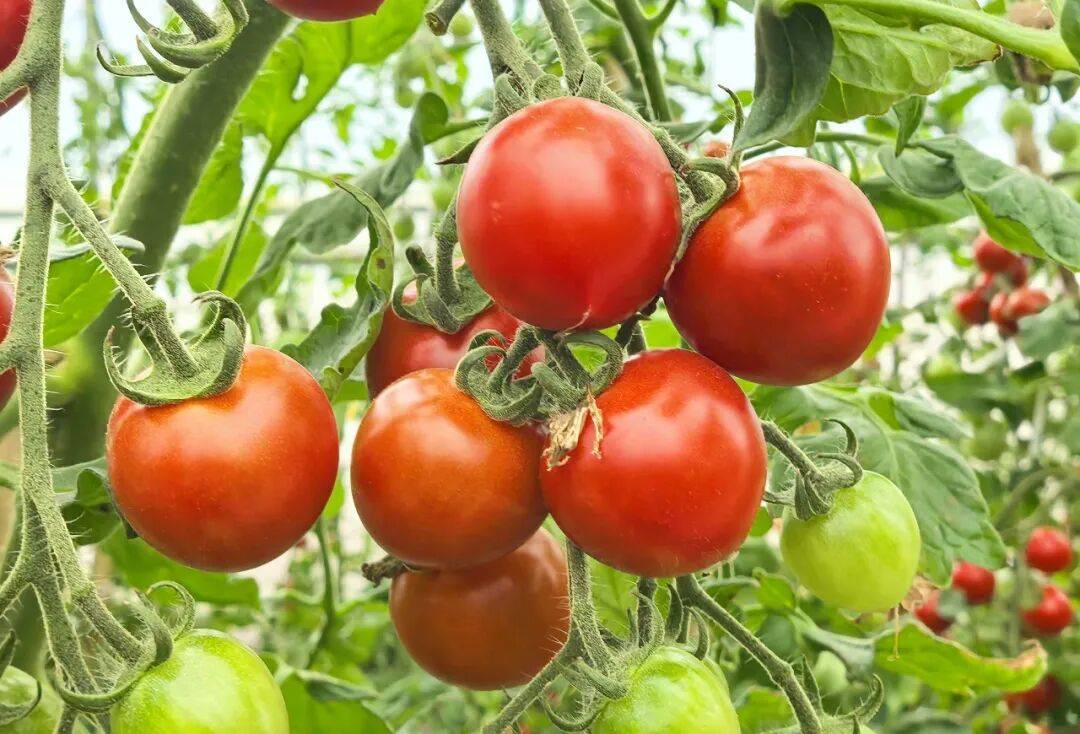 rachel6markjenk's tweet photo. Just tried the new organic cherry tomatoes from the local farm—burst with sweet juice, no weird aftertaste, perfect for salads or snacking. https://t.co/Jho1zN6uRP