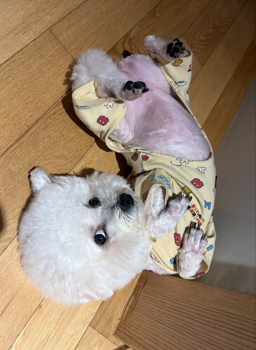bigheadlemm's tweet photo. 저 별로 바라는 거 없어요
키 조금 작고 ㅇㅈㅇ 살짝 닮고
주인 맘을 조금만 이해해주는 
그런 개 https://t.co/zevdxpKcZJ