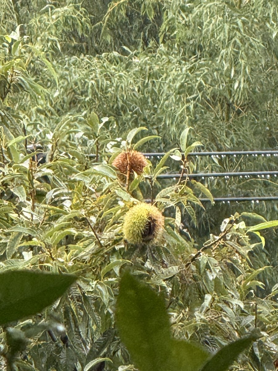 okko4126's tweet photo. 今日は、また雨☔

リビングから見える栗🌰
台風でたくさん落ちたけど、まだ残りもけっこうある。
雨が上がったら、拾うのが楽しみ！ https://t.co/Wr21kPxLpG