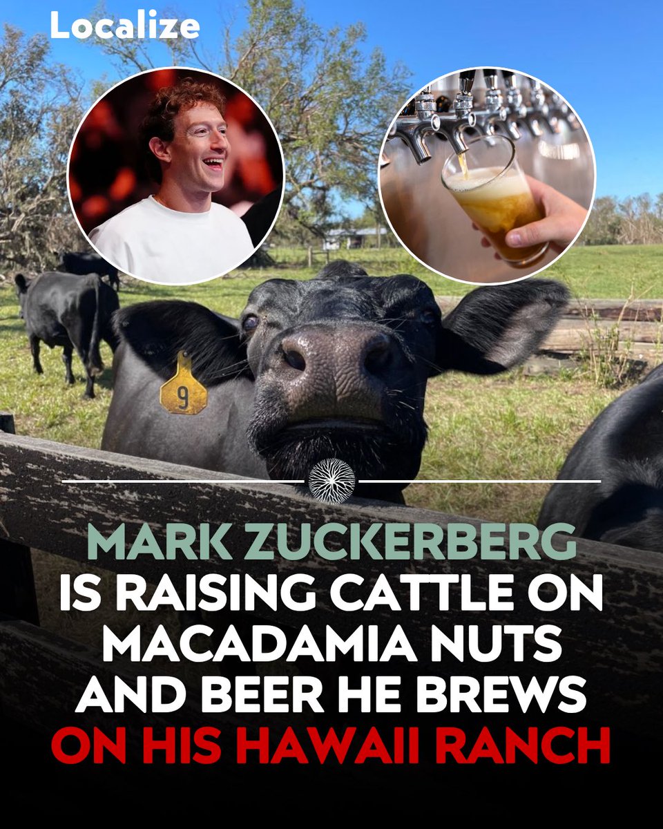 Localizefoodapp's tweet photo. Mark Zuckerberg is raising cattle on macadamia nuts and homebrewed beer and he is serious about it.

At his Koolau Ranch on Kauai the wagyu and angus herd eats macadamia meal grown on site and drinks beer he brews to boost appetite.

He has framed the project as a push toward the highest quality beef he can produce.

One of the richest people alive looked at everything he could build and picked cattle and dirt.

Most of us will never own a ranch in Hawaii and that is the point. You do not need a billionaire budget to eat this way. A local farmer near you is already raising beef on grass and real feed for a fraction of what his operation costs.

Find pasture raised beef near you on Localize.
Sources: NBC News, Fortune