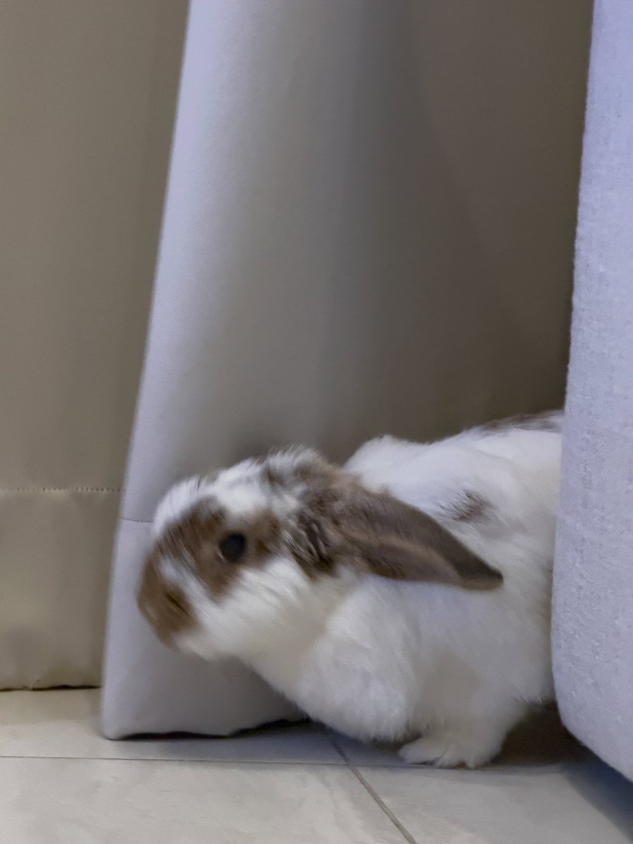 EngLotCruise's tweet photo. ไหนใครอ้วมมม ไม่มี๊ มีแต่พี่โล้ลมกรดดด 🐰💨

#itsphaloka https://t.co/w7pm0mPdpN