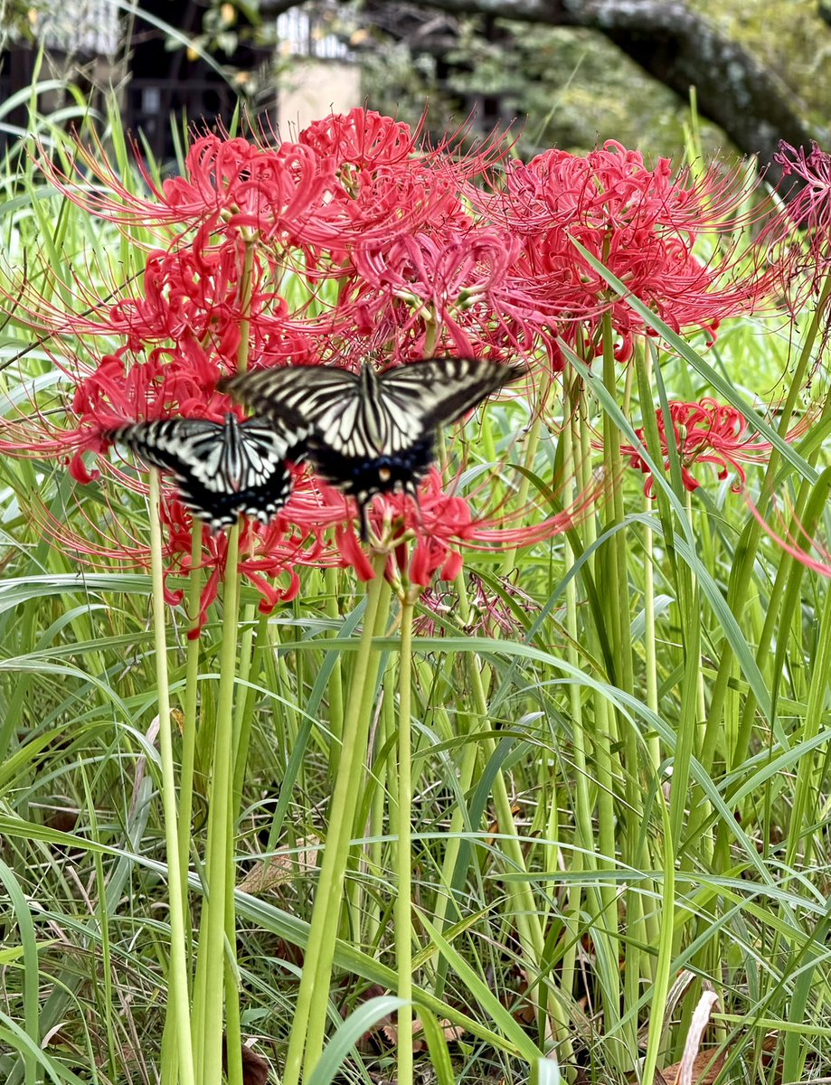 madamadamatu's tweet photo. 仲良し🦋🦋 https://t.co/7arHyOlSt7