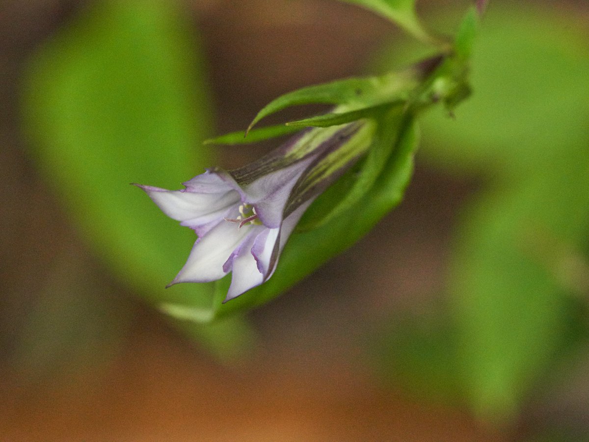 Moca09jcoMoca's tweet photo. #ツルリンドウ（蔓竜胆、学名：Tripterospermum japonicum (Siebold et Zucc.) Maxim.）リンドウ科ツルリンドウ属　在来種
　
画像は、①ポジフィルム、②③Digital一眼。いずれも過去画像。
　
写真①　絞りを浅くし、ピントは蕊に合わせ、優しい雰囲気になるよう撮影。意図が伝わりますか？
　
写真②　葉腋に淡紫色で先の5裂した、萼を含め長さ3cm程、径2㎝程の花をつける。花色は淡青色～白色もある。萼は5裂し細い。花期8～10月。
　
写真③　茎は紫色を帯び、蔓状で、他の植物などに絡まり、長さ40〜80cm程度に伸びる。葉は対生、葉柄があり、長さ3〜5cmの卵状披針形。基部は円形〜心形。
　
北海道、本州、四国、九州の山地木陰に自生する多年草。
　
#山野草
