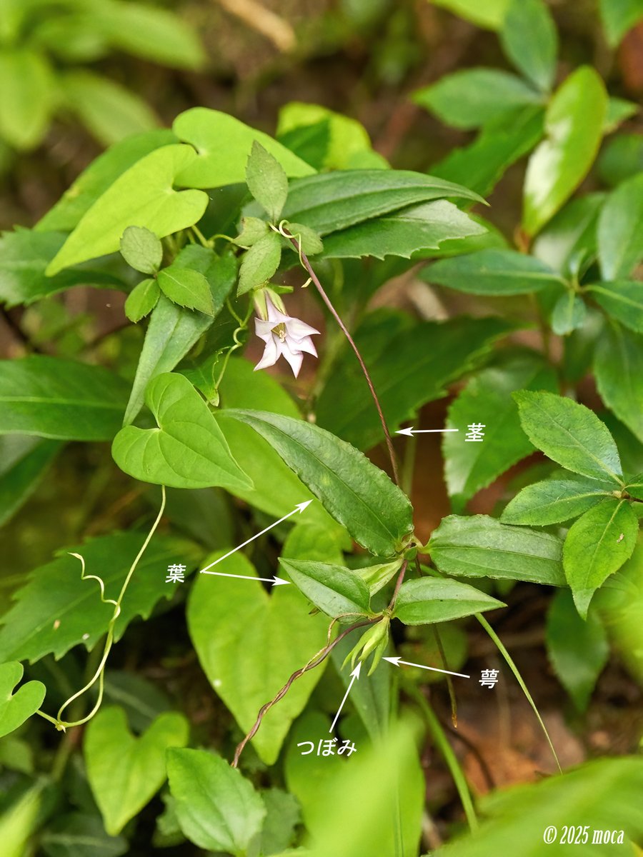 Moca09jcoMoca's tweet photo. #ツルリンドウ（蔓竜胆、学名：Tripterospermum japonicum (Siebold et Zucc.) Maxim.）リンドウ科ツルリンドウ属　在来種
　
画像は、①ポジフィルム、②③Digital一眼。いずれも過去画像。
　
写真①　絞りを浅くし、ピントは蕊に合わせ、優しい雰囲気になるよう撮影。意図が伝わりますか？
　
写真②　葉腋に淡紫色で先の5裂した、萼を含め長さ3cm程、径2㎝程の花をつける。花色は淡青色～白色もある。萼は5裂し細い。花期8～10月。
　
写真③　茎は紫色を帯び、蔓状で、他の植物などに絡まり、長さ40〜80cm程度に伸びる。葉は対生、葉柄があり、長さ3〜5cmの卵状披針形。基部は円形〜心形。
　
北海道、本州、四国、九州の山地木陰に自生する多年草。
　
#山野草