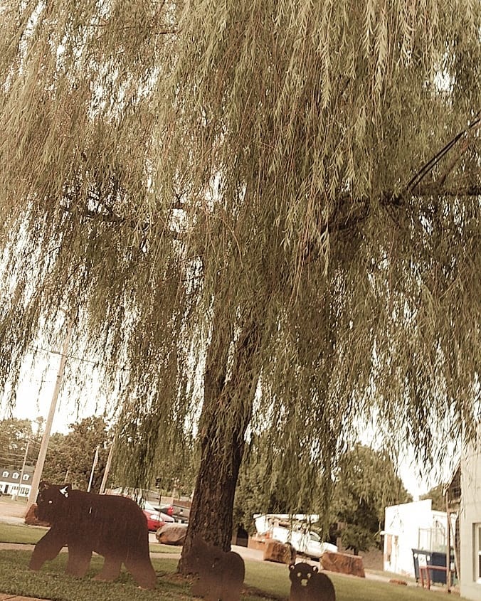 SulemaKesskl's tweet photo. It's just little ol' downtown Willow Springs but it's a quaint, no red-light town ♥️ Hubs and I went for an ice cream date and sat under this huge weeping willow tree 🌳.... https://t.co/PgvNyQ9aaT