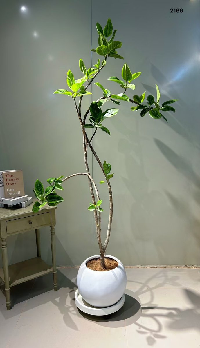 Indragusman15's tweet photo. Got a new pothos Keep its soil lightly moist (not soggy) in bright indirect light, and trim yellow leaves regularly—it’ll thrive for years!， https://t.co/EcwNIgV8G7