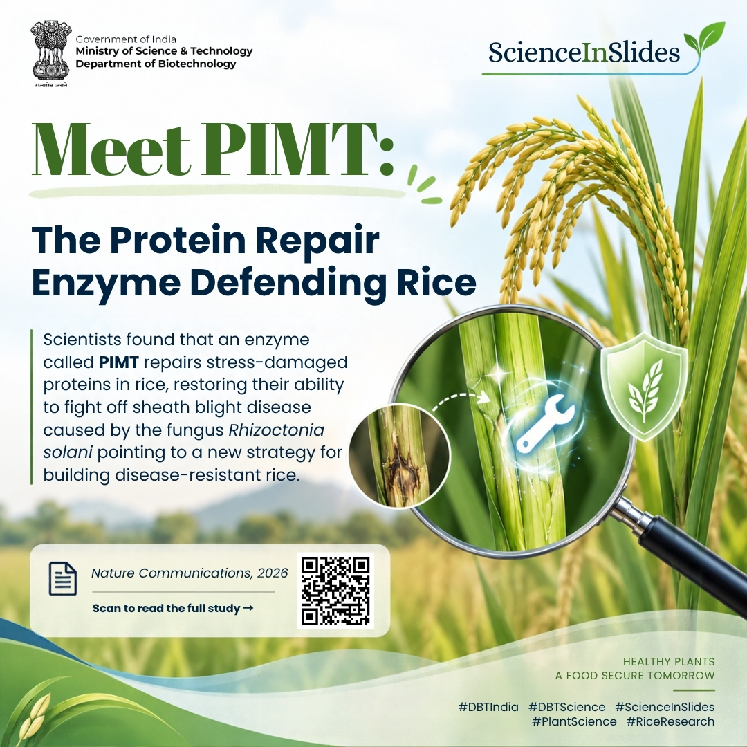 DBTIndia's tweet photo. When rice is attacked by Rhizoctonia solani (the fungus behind sheath blight disease), stress builds up and damages proteins inside plant cells. That's where PIMT steps in  an enzyme that repairs these damaged proteins and helps restore their disease-fighting powers.

Researchers found that boosting PIMT activity in rice significantly improved its ability to resist sheath blight, offering a promising new lead for developing disease-resistant rice varieties  critical for protecting yields and food security.

🔗 Published in Nature Communications, 2026. Scan the QR on the slide to read the full study.

Research supported by the Department of Biotechnology, Government of India.

#DBTIndia #BiotechIndia #DBTScience #ScienceInSlides #PlantScience #RiceResearch #FoodSecurity

@DrJitendraSingh
@rajesh_gokhale
@BricDbt
@DBT_inStem @NABI_India @bric_ils @HydNiab @FollowDbtNibmg @NIPGRsocial @NImmunology @BRIC_CDFD @DBT_NCCS_Pune @ICGEB @DBT_inStem @DBT_NBRC @RGCB_Trivandrum @DBT_IBSD @THSTIFaridabad @unescorcb @CSIR_IND @ICGEBNewDelhi @BIRAC_2012 @CSIRIndia @DSTIndia