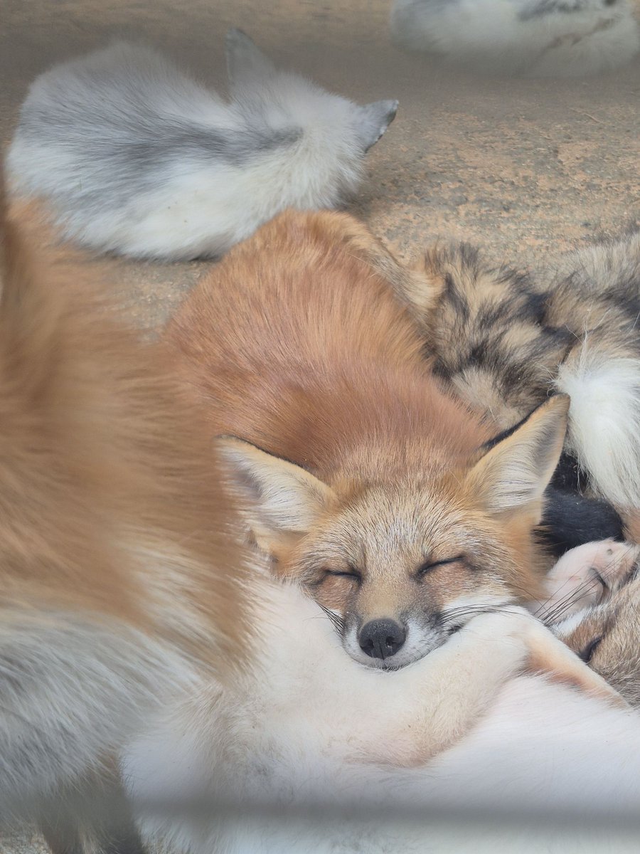 kon_fox_village's tweet photo. かわいい寝 https://t.co/9MXGsotTJM