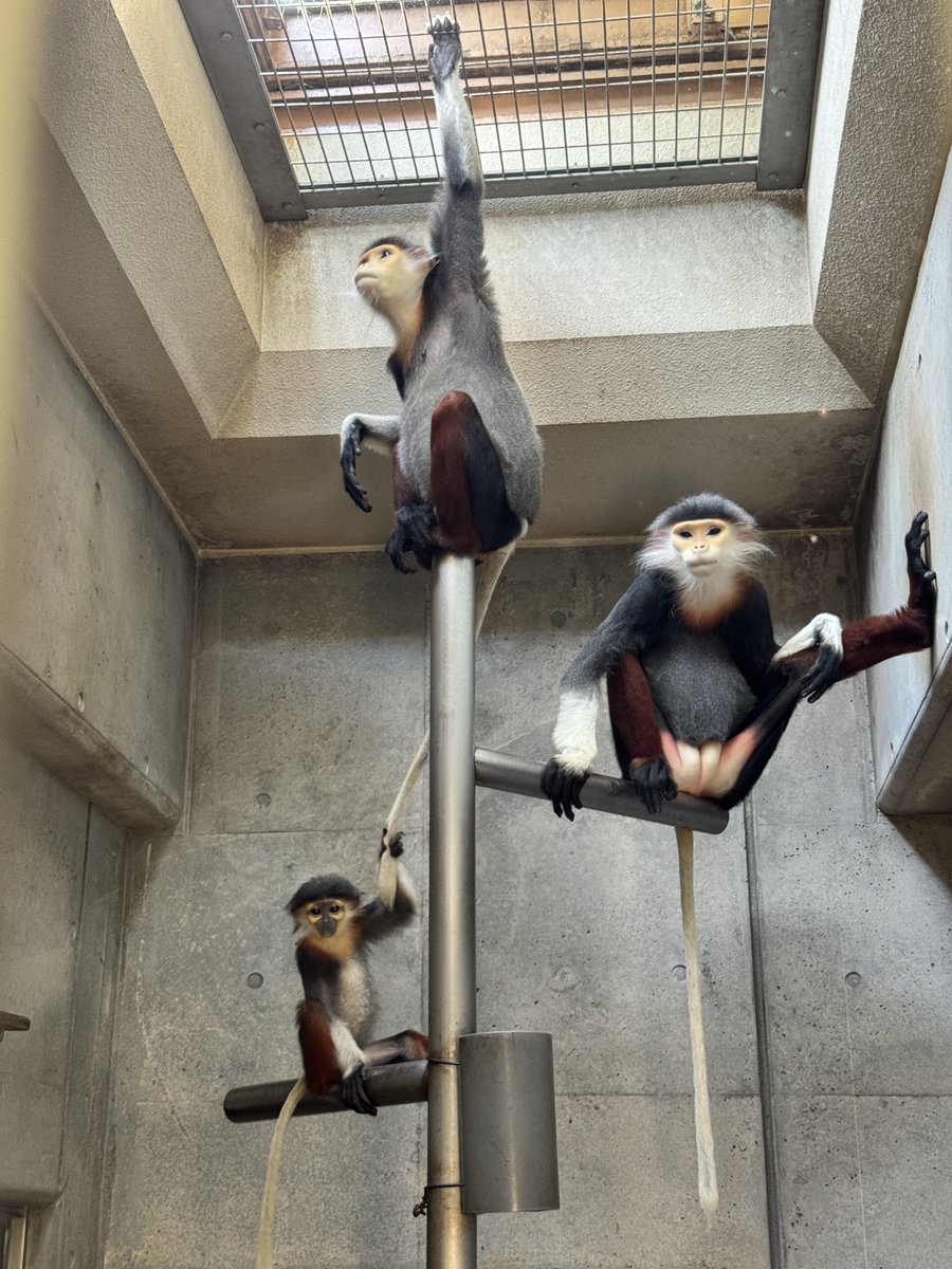ZOORASIA_office's tweet photo. こちらは #アカアシドゥクラングール の家族です。
上から、母親のホア、父親のモイ、子どものミー。
このあと、ミーはホアの尻尾にぶら下がりながら下へ移動していきました。そんな時も、おとなは一切気にしません。丈夫な尻尾と広い心(？)に感心してしまいます。
#ズーラシア #ZOORASIA #絶滅危惧種 https://t.co/XQZ60WbP15