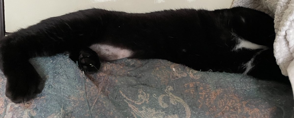 VampyrDer's tweet photo. 今日もデュラハン猫🐱はデュラハン寝してた😹
そしてデュラハン寝からのお顔出してお尻隠す🐱
可愛い😻 https://t.co/8oK6aTK6N1