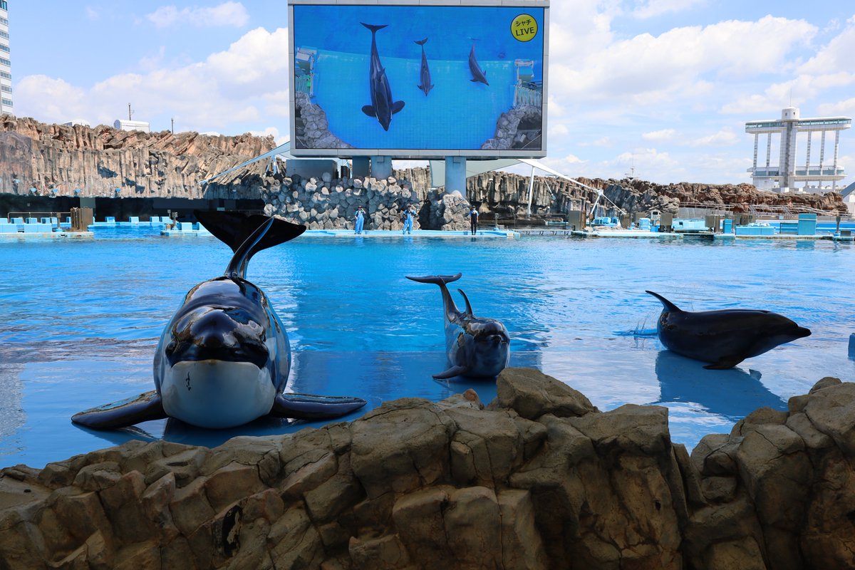 orca5558's tweet photo. ブルーオルカ
#RPもいいねも全部嬉しいのおぉぉ https://t.co/jY6kkpB1RJ