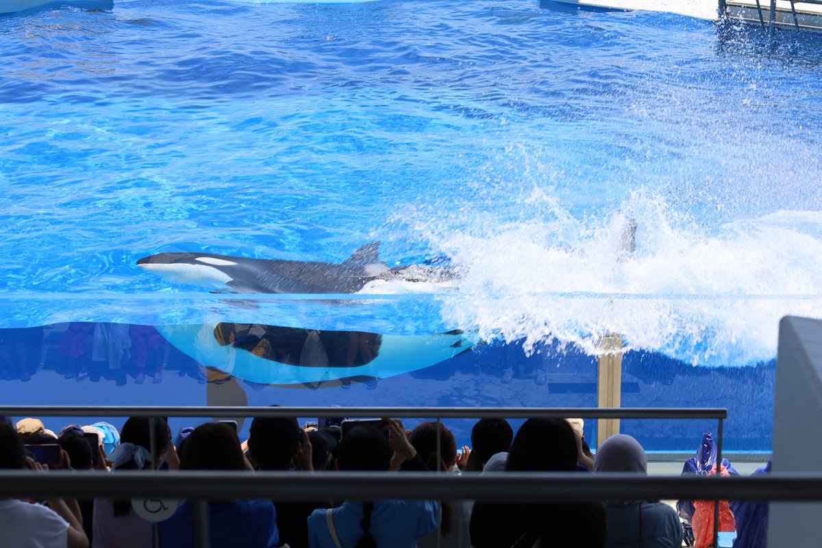 orca5558's tweet photo. ブルーオルカ
#RPもいいねも全部嬉しいのおぉぉ https://t.co/jY6kkpB1RJ