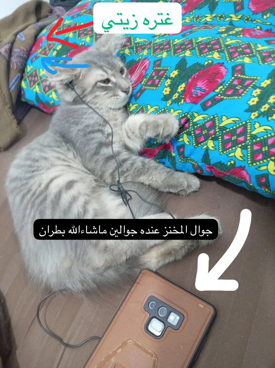 newrm88's tweet photo. #بنقالي_يعذب_القطط_في_السعودية https://t.co/TdqAZAdz3j