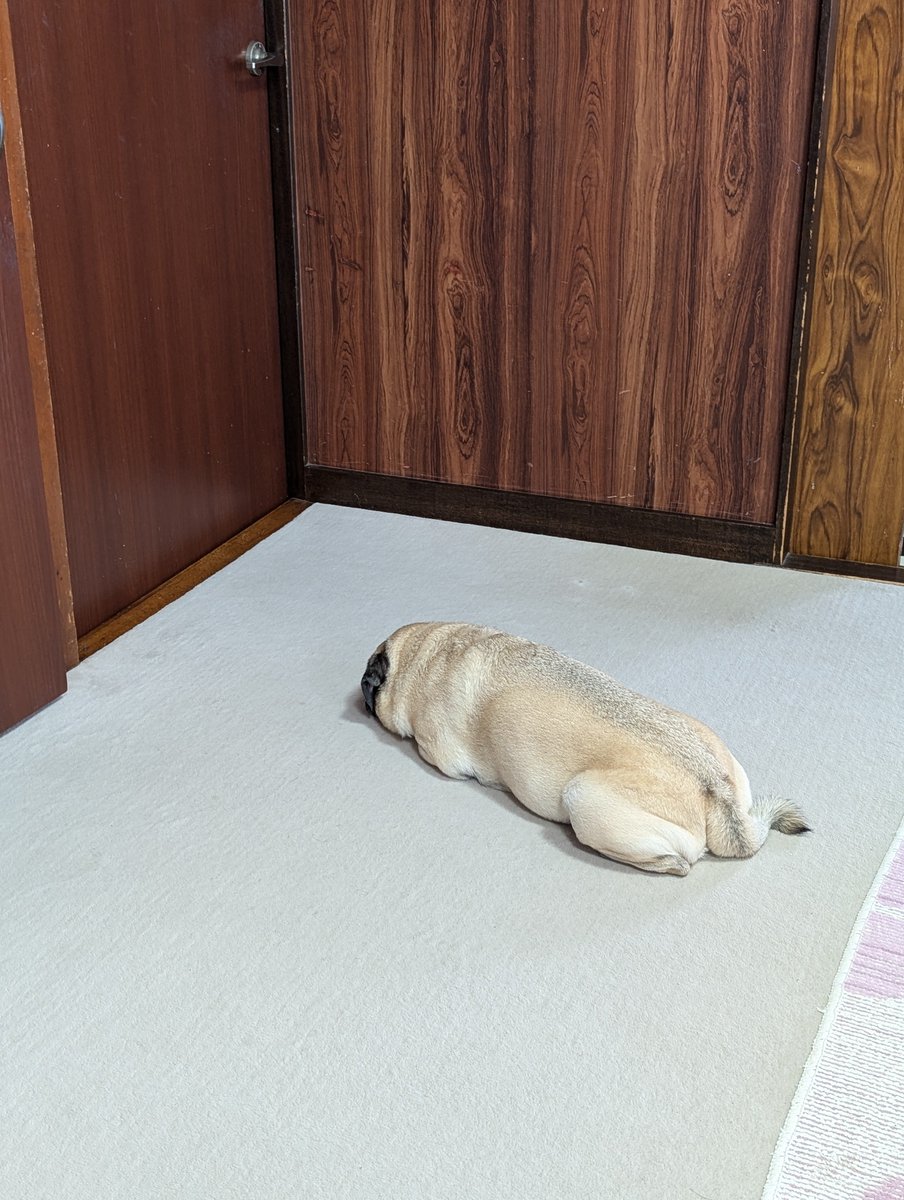 KyuriPepino's tweet photo. 連休ずっと泊まりに来てた甥っ子達からようやく解放された最終日のパグ。
#連休最終日 #子育て #過労 #子守り https://t.co/uPM7fADfyc