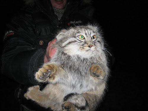 hitch_dawk's tweet photo. Here, take your government mandated Manul!
#ManulerMittwoch https://t.co/zuGiOSIuJn