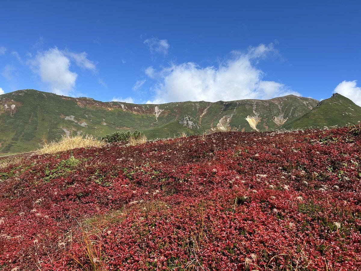 celsuper2's tweet photo. 大雪山の紅葉Part2
旭岳から裾合平の周回ルートはチングルマの真っ赤な絨毯が絶景でした！ https://t.co/mFCzSMnAH0