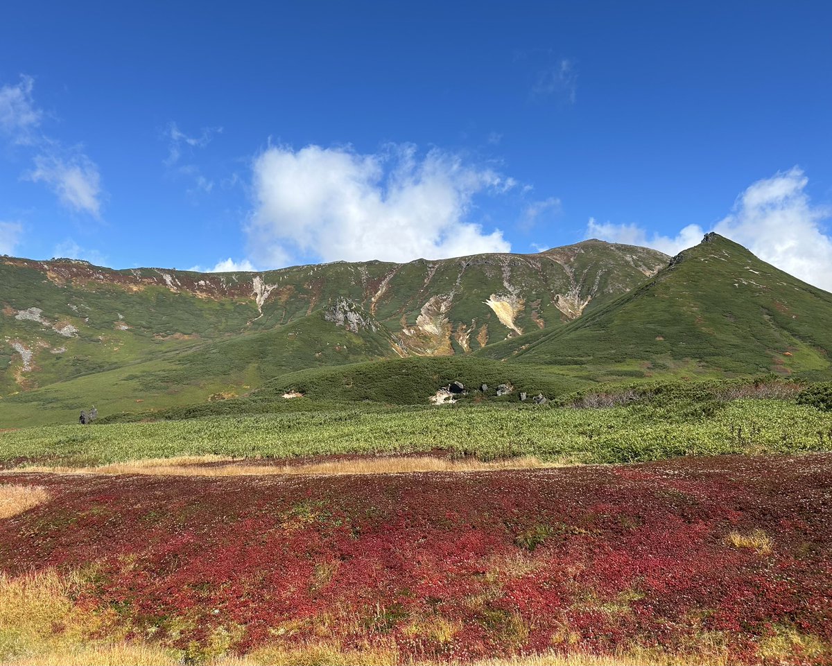 celsuper2's tweet photo. 大雪山の紅葉Part2
旭岳から裾合平の周回ルートはチングルマの真っ赤な絨毯が絶景でした！ https://t.co/mFCzSMnAH0