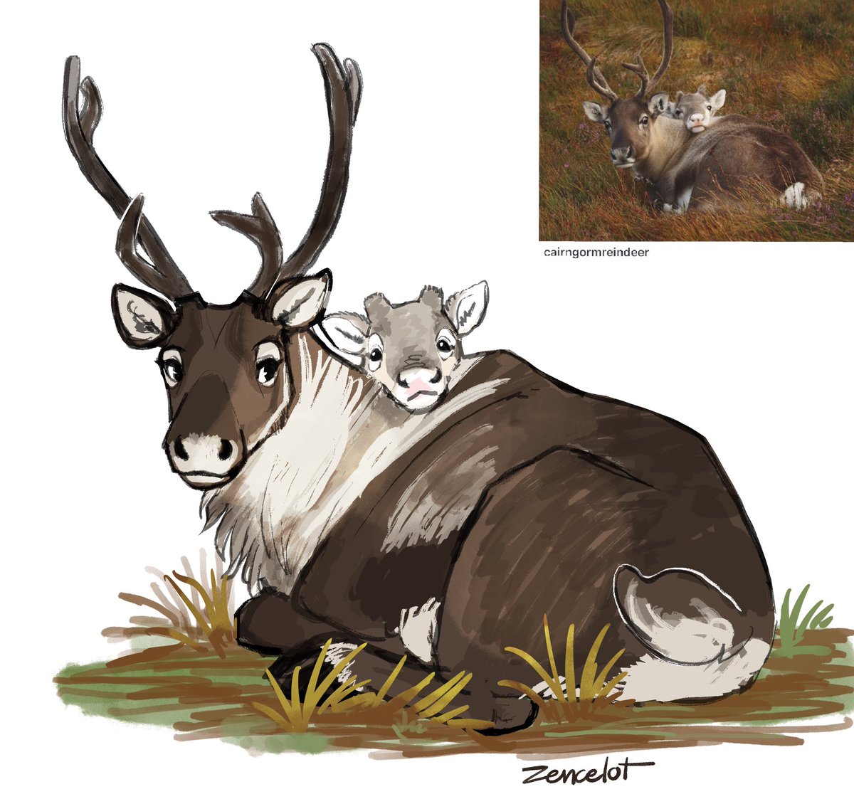zencelot's tweet photo. Photo ref from @ cairngormreindeer 🍁 on IG 
They’re so cute I had to draw them. ☺️ https://t.co/5m5iKUilhh