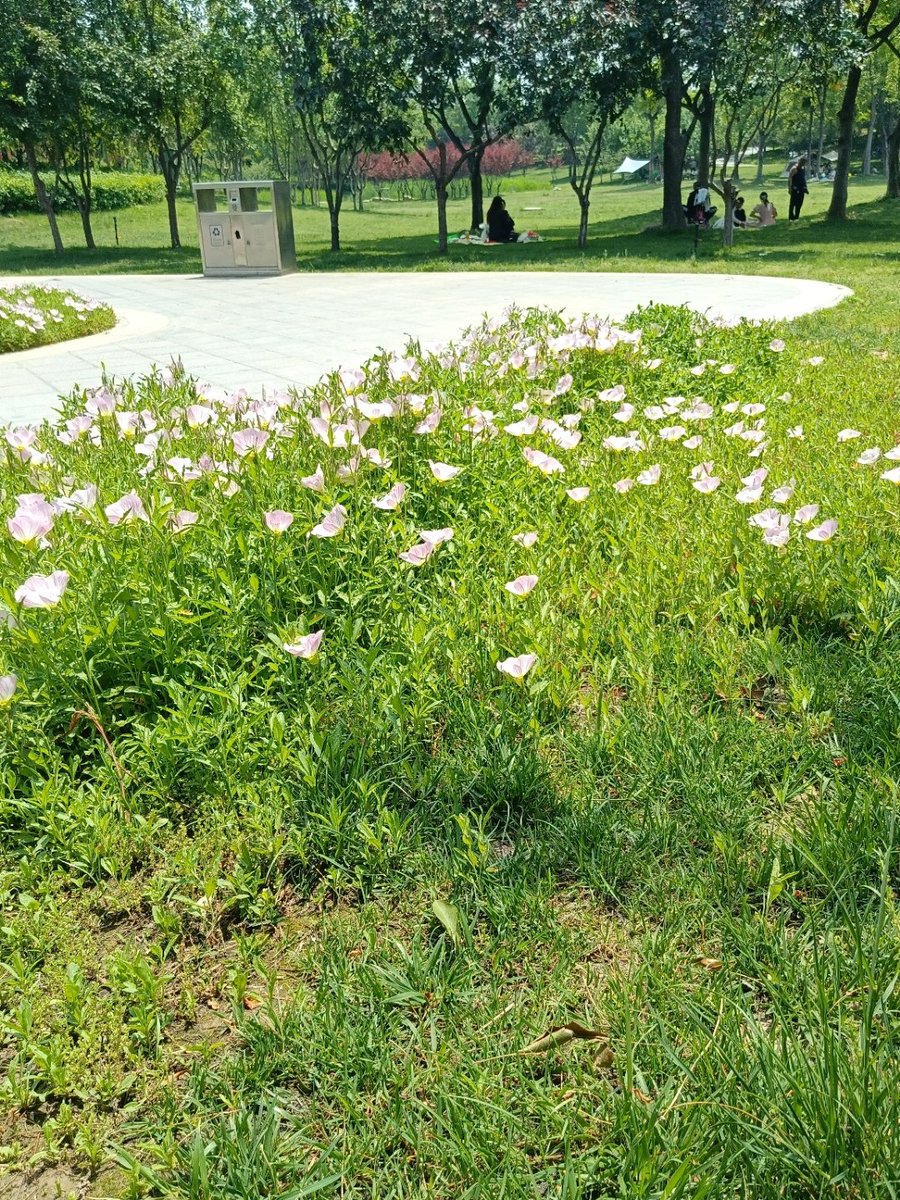 MarcelaVanfcsw's tweet photo. Clear blue sky, warm breeze, and blooming jasmine—spring is here and it’s the perfect day to take a walk outside!， https://t.co/83VdPWkrs5
