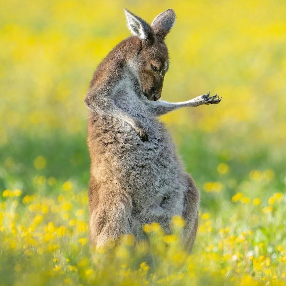 Naturegir360's tweet photo. This Kangaroo Won the 2023 Comedy Wildlife Photography Awards

A western grey kangaroo in Perth, Australia, was photographed in a pose that makes it look like she’s playing an invisible guitar https://t.co/w5fM1AKiSp