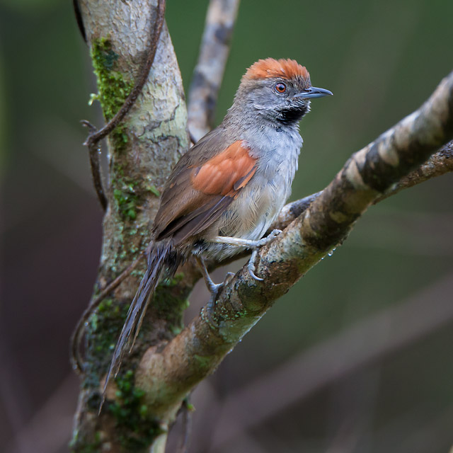 Um pequeno pássaro empoleirado lateralmente em um galho de árvore coberto por musgo e líquen. A ave apresenta uma plumagem cinza-azulada na face, peito e nuca, contrastando com o topo da cabeça de cor castanho-avermelhado intenso. Suas asas possuem grandes manchas de um tom ferrugem vibrante sobre penas marrons mais escuras. O bico é fino, pontiagudo e escuro, direcionado para a direita. Possui um pequeno detalhe preto sob o queixo e olhos de tonalidade avermelhada. Sua cauda é longa, delgada e escura, pendendo para baixo. As pernas são claras, com dedos que agarram firmemente o galho úmido. A postura é atenta e elegante, com o corpo inclinado. O fundo é composto por um ambiente natural de floresta densa com tons suaves de verde desfocado, destacando os detalhes texturizados e as cores vivas da plumagem do animal.
Atenção: O alt da imagem foi gerado automaticamente.
