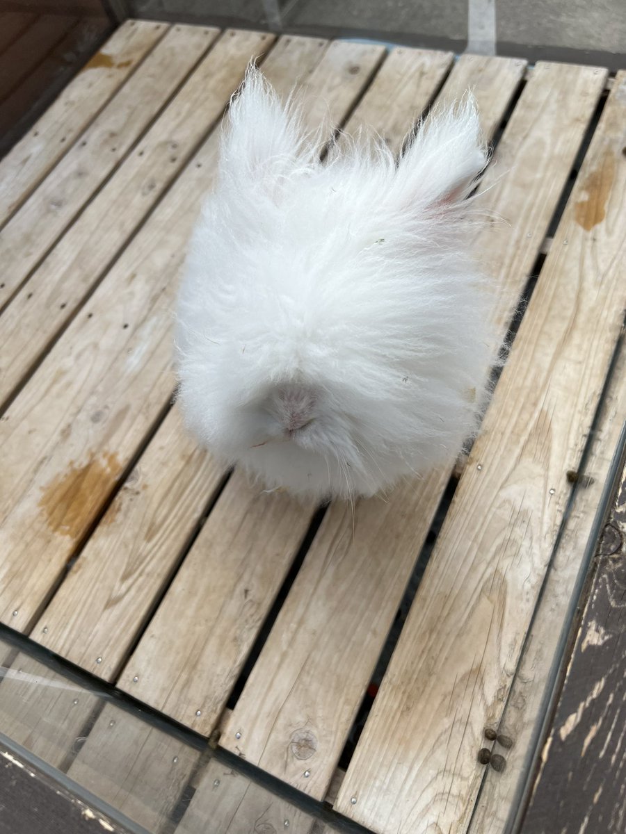 Datingapp179cm's tweet photo. 最近ほんまに色々とメンタルに来ることが多いので、一体どうやって視野を確保してるのかわからないウサギを見て精神を安定させています。
多分なにも見なくても生きていけるんだろうな。それか藤虎パターンかな。
#未婚沼 https://t.co/Hp13q5dvDH