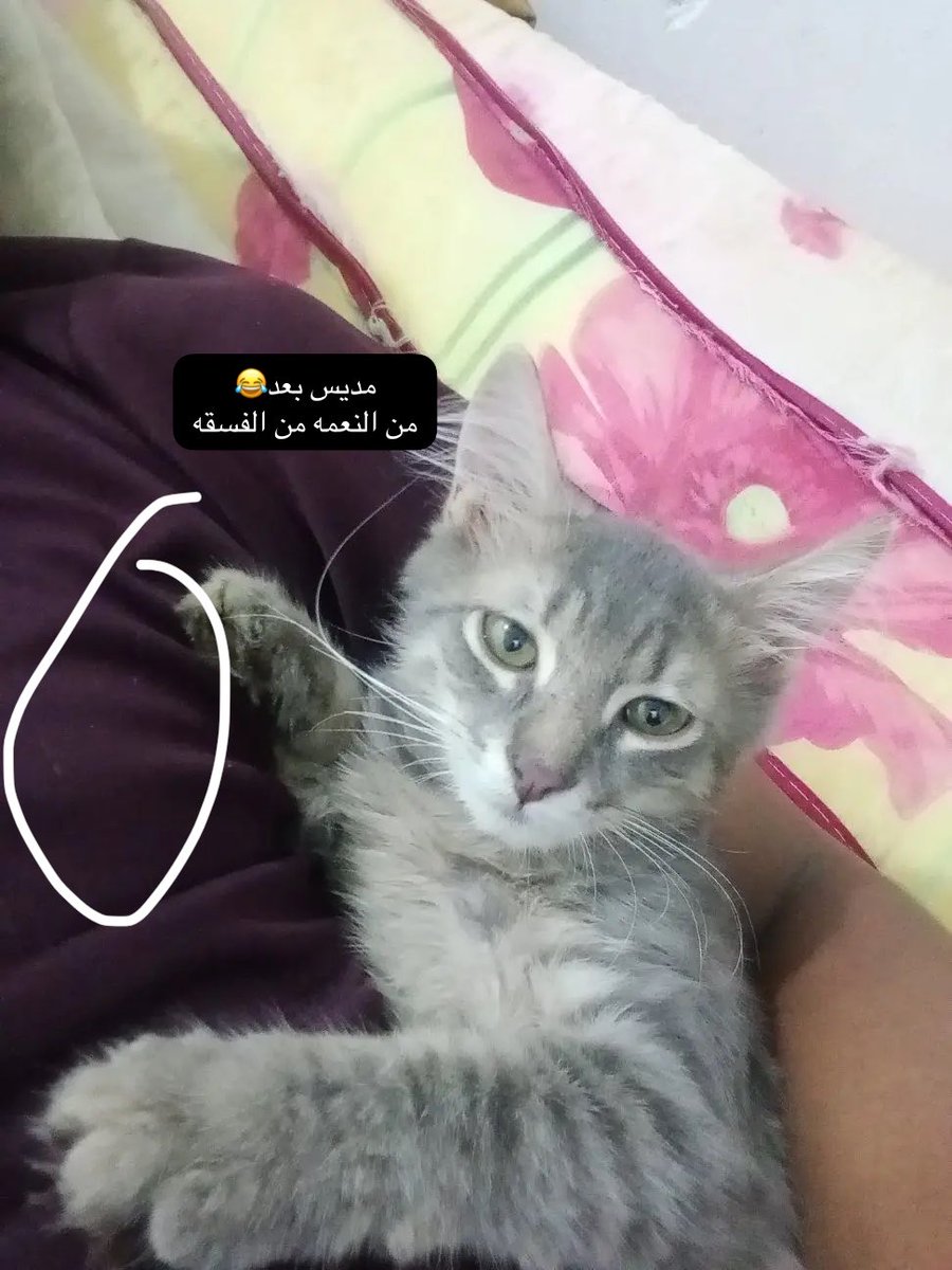 newrm88's tweet photo. #بنقالي_يعذب_القطط_في_السعودية اتوقع والله اعلم انه يشتغل عند ناس والقطوه ذي لهم او لاقيها واخذها كشخ فيها عند الفسيات بنات بلده وبعدين قام يعذبها يعني شوفي يافسيه انا حنون حبيني وبعدين الفسيه قالت لاوالله مبين عليك مجرم مايمشي علي فيلمك وحط حرته بالبسه😂 https://t.co/VzVGeIkzg3