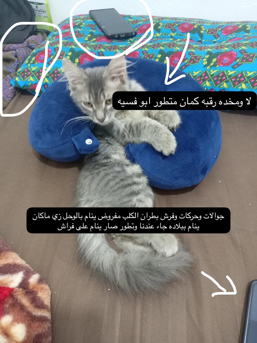 newrm88's tweet photo. #بنقالي_يعذب_القطط_في_السعودية اتوقع والله اعلم انه يشتغل عند ناس والقطوه ذي لهم او لاقيها واخذها كشخ فيها عند الفسيات بنات بلده وبعدين قام يعذبها يعني شوفي يافسيه انا حنون حبيني وبعدين الفسيه قالت لاوالله مبين عليك مجرم مايمشي علي فيلمك وحط حرته بالبسه😂 https://t.co/VzVGeIkzg3