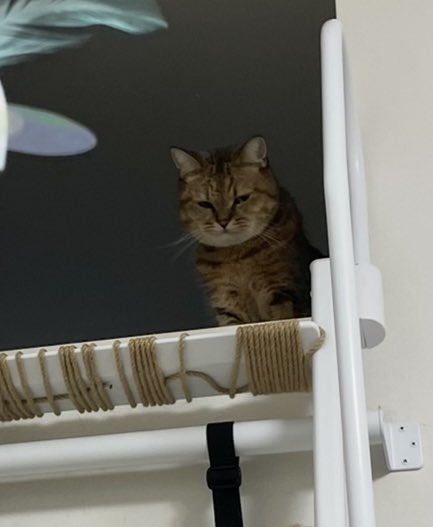 MiniraDiary's tweet photo. シルバーウィークで家にいる人間に飽きた猫、ついにおもちゃ出してもコレ https://t.co/Ik3d3MsxMC