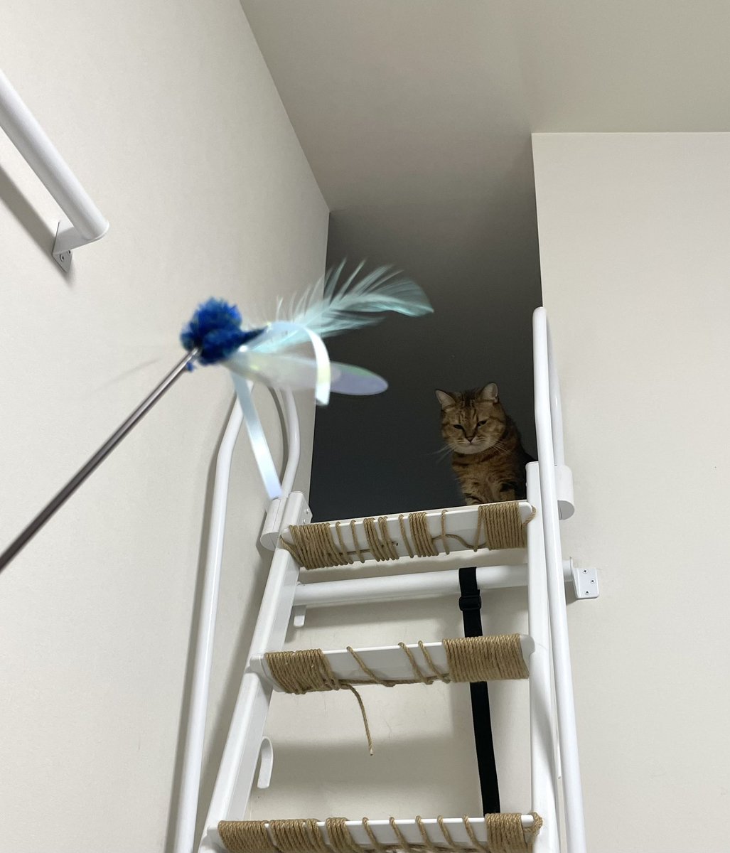 MiniraDiary's tweet photo. シルバーウィークで家にいる人間に飽きた猫、ついにおもちゃ出してもコレ https://t.co/Ik3d3MsxMC
