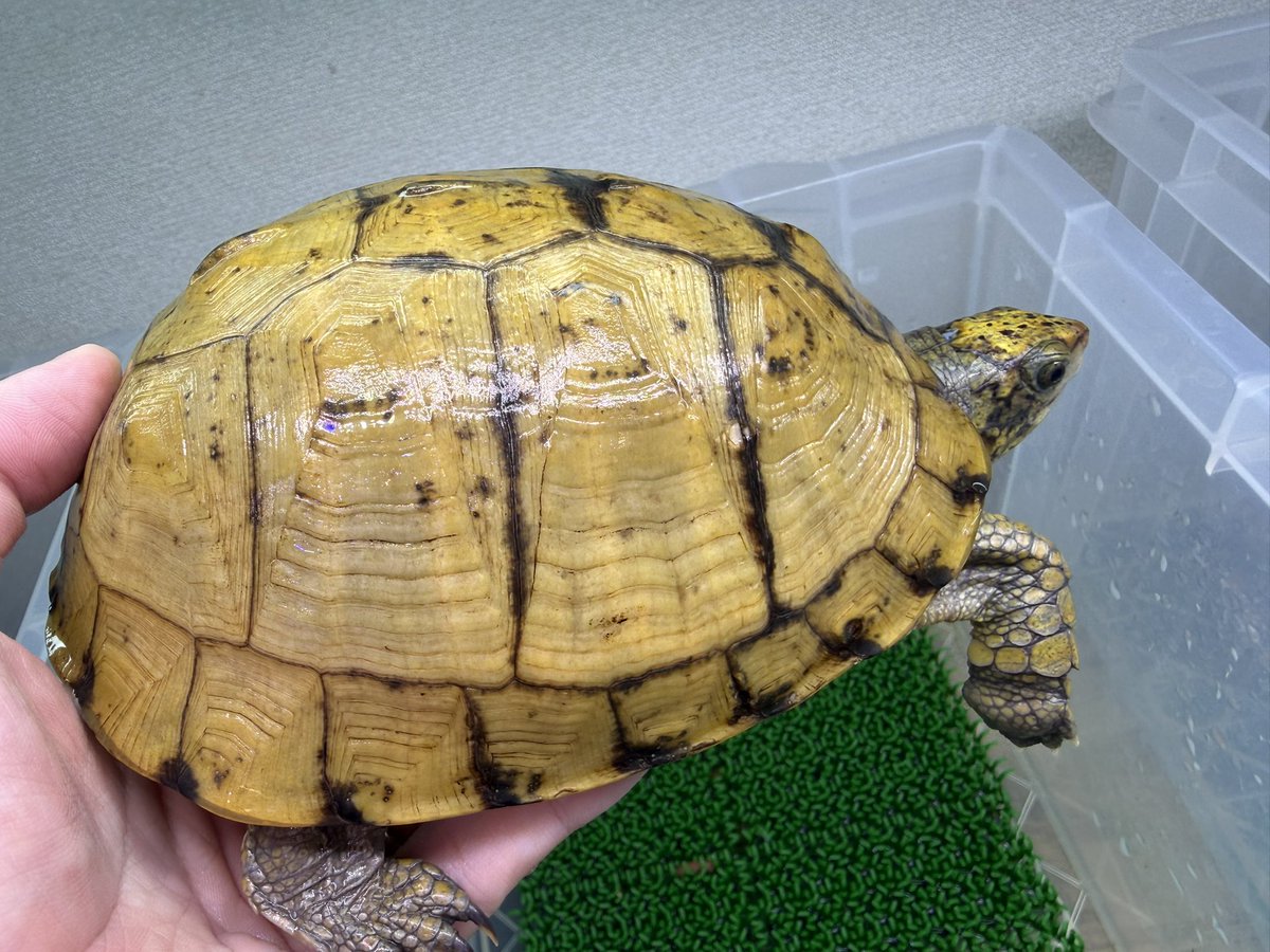 Gar_Gar_reptile's tweet photo. ユカタンハコガメ ワイルド
極美メスです。
こちらは緩募です。 https://t.co/6axANsVzmN