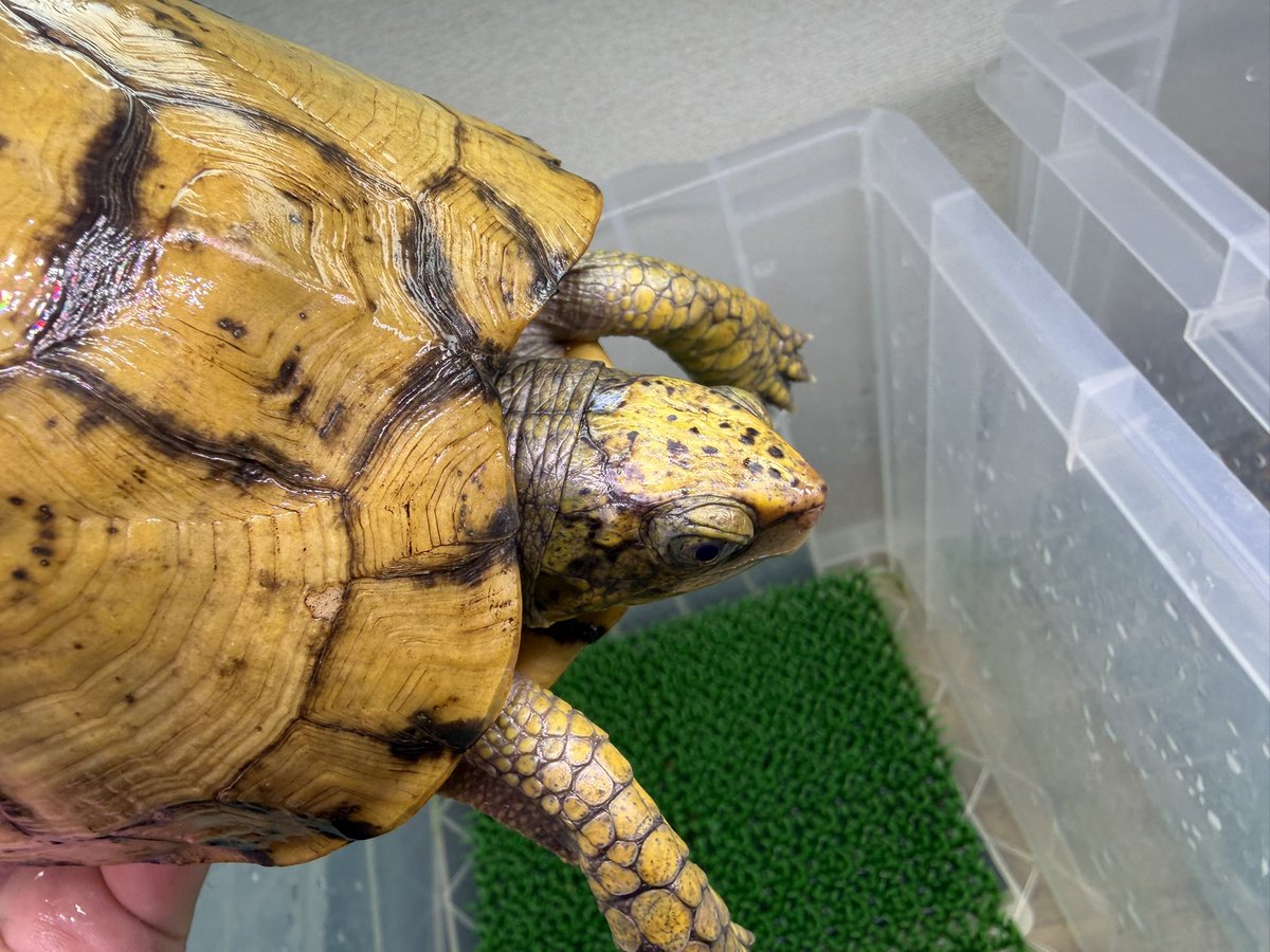 Gar_Gar_reptile's tweet photo. ユカタンハコガメ ワイルド
極美メスです。
こちらは緩募です。 https://t.co/6axANsVzmN