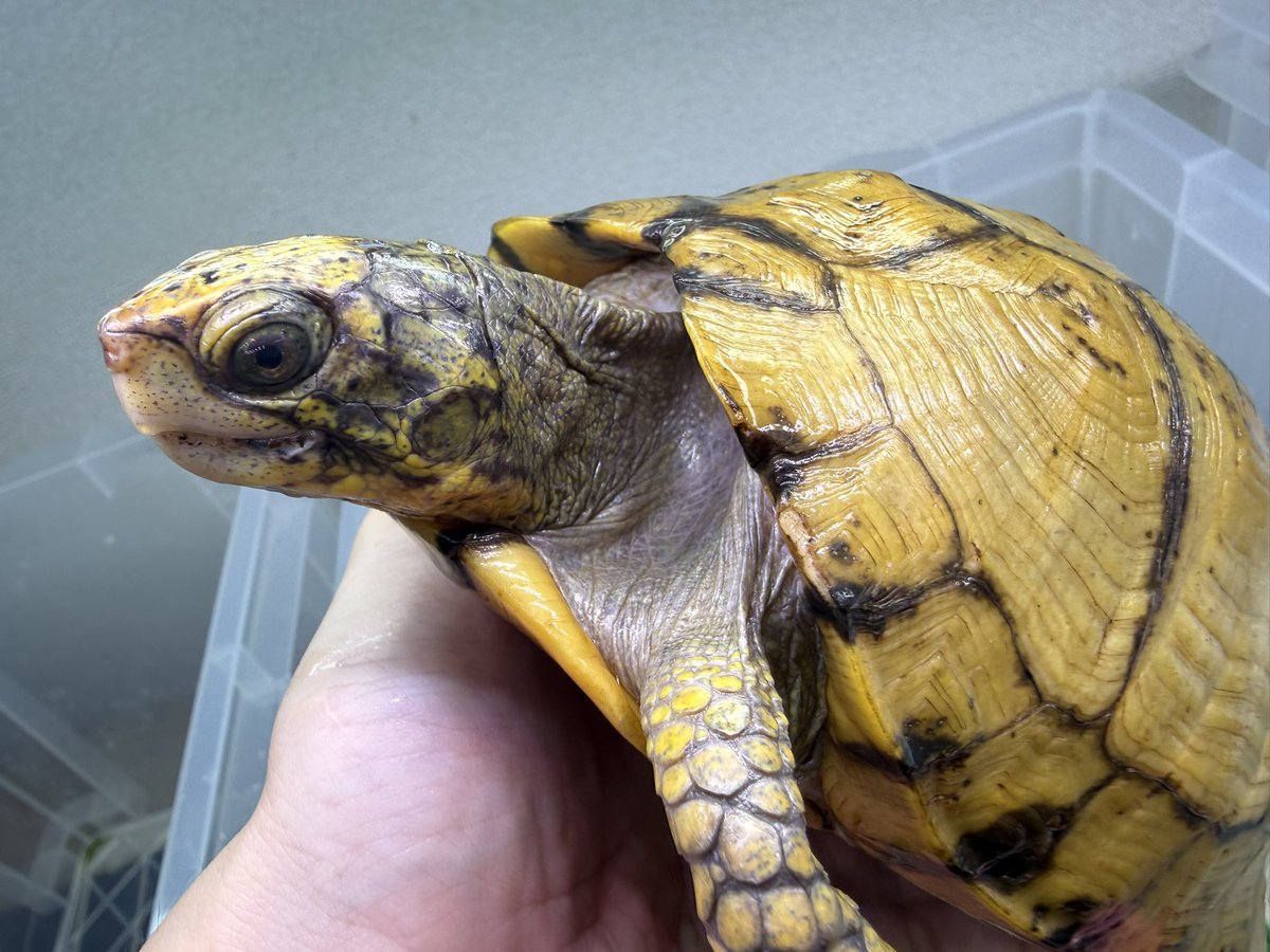 Gar_Gar_reptile's tweet photo. ユカタンハコガメ ワイルド
極美メスです。
こちらは緩募です。 https://t.co/6axANsVzmN