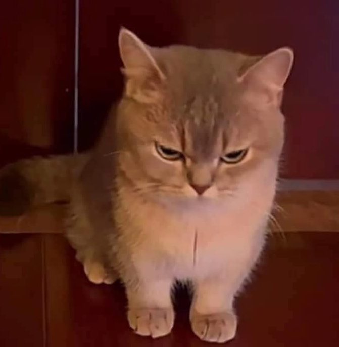 shiki__fee's tweet photo. 😾 https://t.co/33Wrv9xbLJ