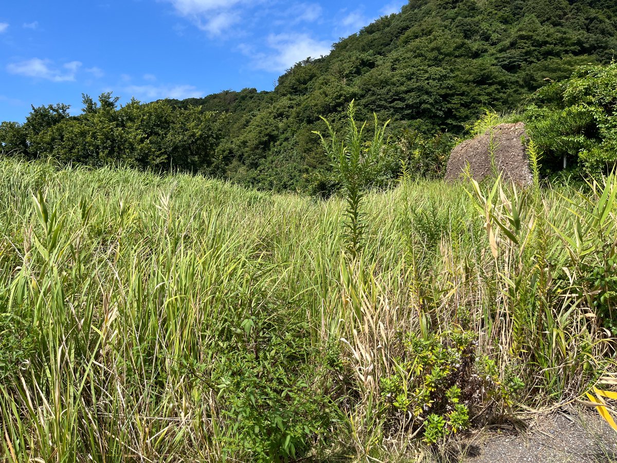chhkkns's tweet photo. 2026/09/22 @ #皆月海岸

上大沢まで歩ける荒磯自然歩道
21世紀に入ってからもしばらくは通れたようだが、今はメンテされておらず「通行止め」になっている
歩いてみたかった

夏を過ぎたところなので、入り口と思しきところは草がすごい(人の痕なのか、獣道なのか)

#能登 #奥能登 #いまノト https://t.co/fUBQRLwrJW