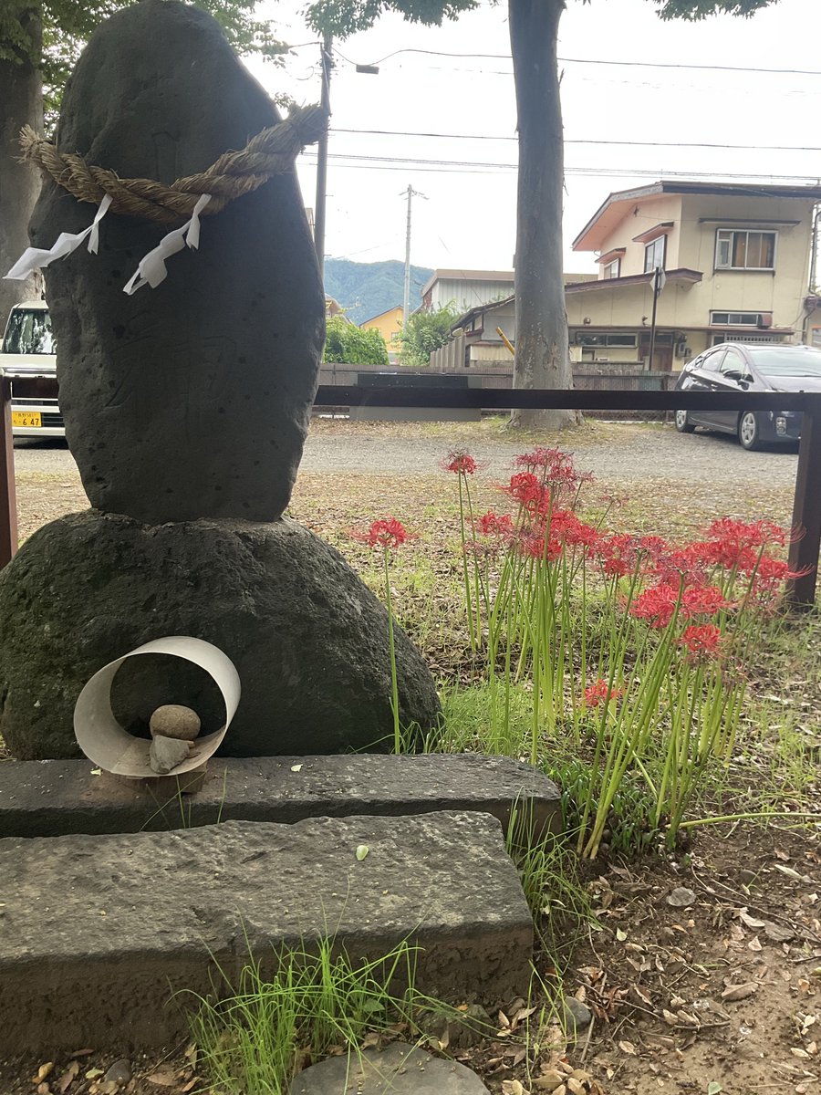 No115189's tweet photo. 今年も墨坂神社へ彼岸花詣りして来ました。
去年と比べると花弁の付きがイマイチなのと茎の高さが(=ﾟωﾟ)ﾉぃょぅに高い気がしていくつか折れていた感じ。
まぁそうは言っても見事なのは言うまでもありません。 https://t.co/XzUpe64ZjS