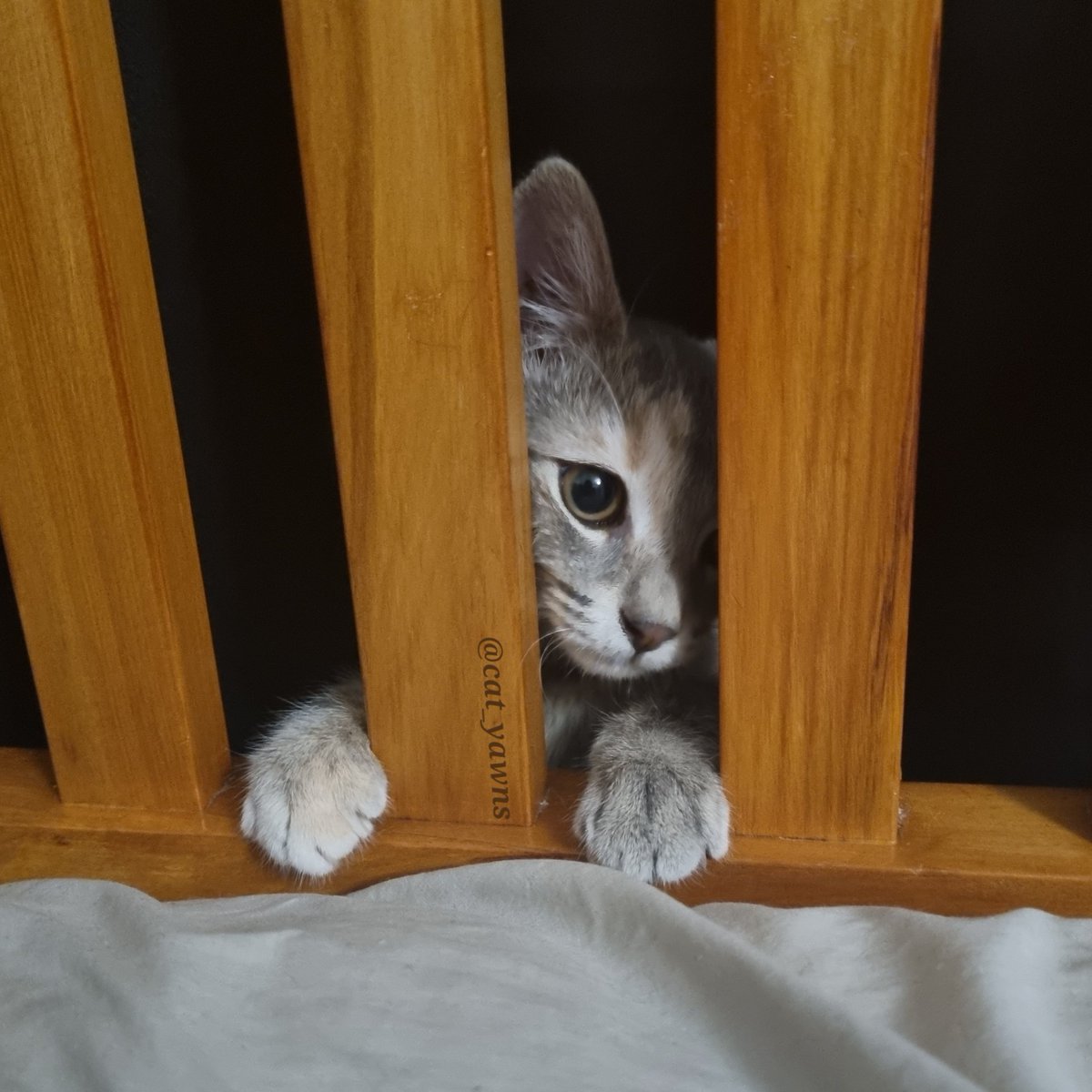 cat_yawns's tweet photo. I don't think I ever told the full Stanza adoption story.

I went to the SPCA a couple of days after Canto passed. They had 15 kittens there, and if not for Stanza, I doubt I would've adopted anyone. It was too soon, and I just wanted to see what kinda cats were available https://t.co/XVYyVU6vvf