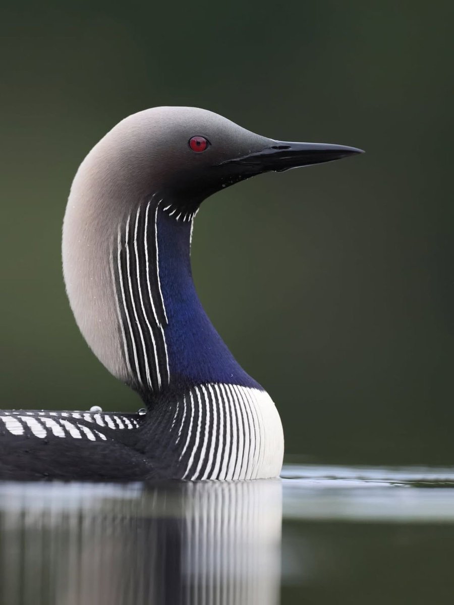 Naturelover380's tweet photo. With plumage like piano keys and the clean parallel lines of sheet music, the black-throated loon looks composed by music itself.

📷 Marco Grassi ( @MarcoGrassi_ ) https://t.co/yhkPnUiJ0q