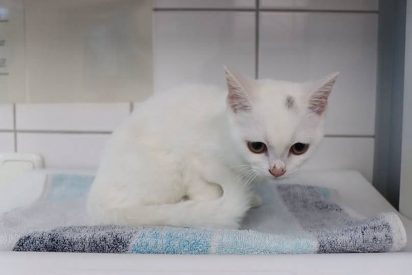 yolandaschultes's tweet photo. 45470 Mülheim
Katze ausgesetzt
Kopie Tierheim
Wer kennt diese Katze und kann Angaben zum Tier oder den Besitzern machen?
Das weibliche Tier wurde am 21.09.26 in 45470 Mülheim auf der Von Gräfe Str. ausgesetzt.
Wer Angaben machen kann soll sich bitte im Tierheim Mülheim melden.
+49 208 372211
tierheim@muelheim-ruhr.de