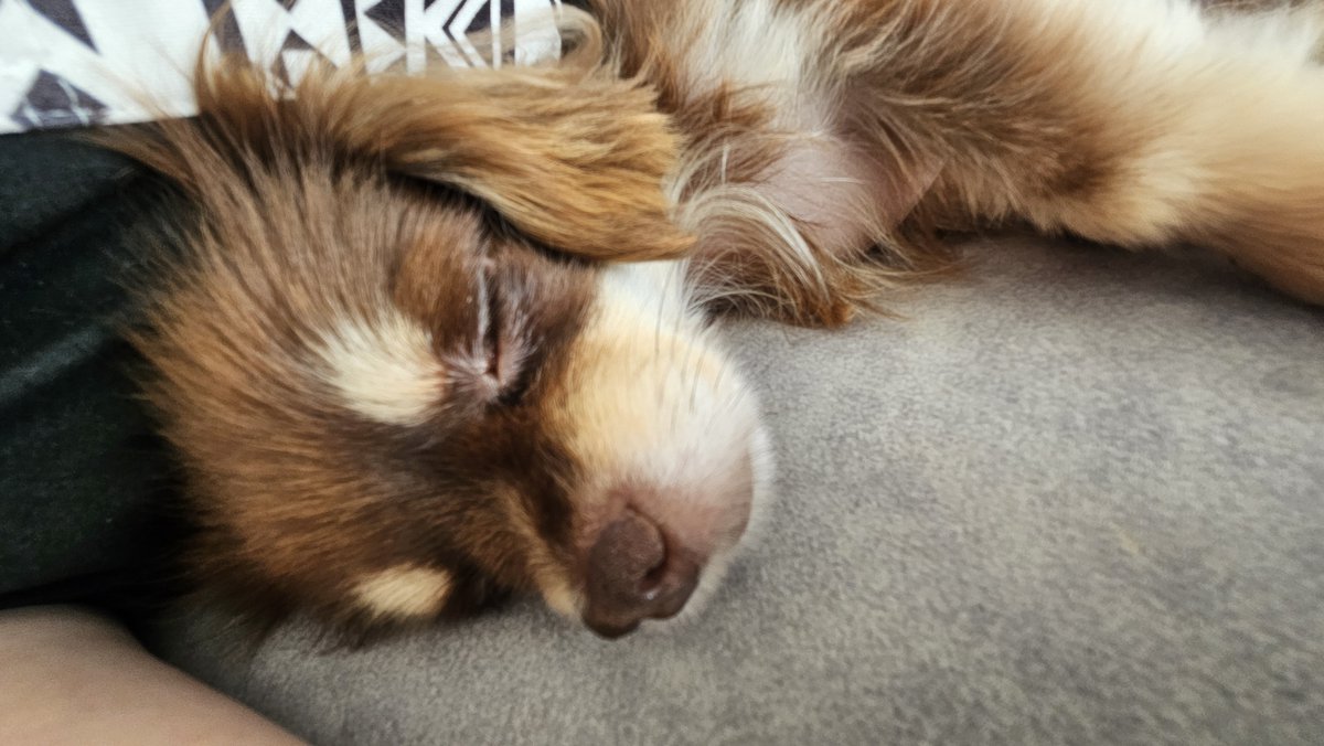 DmxrK's tweet photo. 我が家のアイドル🐶

まったり添い寝中💤
いつでも何処でも
そばに寄ってきてくれる癒し☺

#ちわっくす
#チワックス
#いぬのいる暮らし https://t.co/2VxHx2xiJn