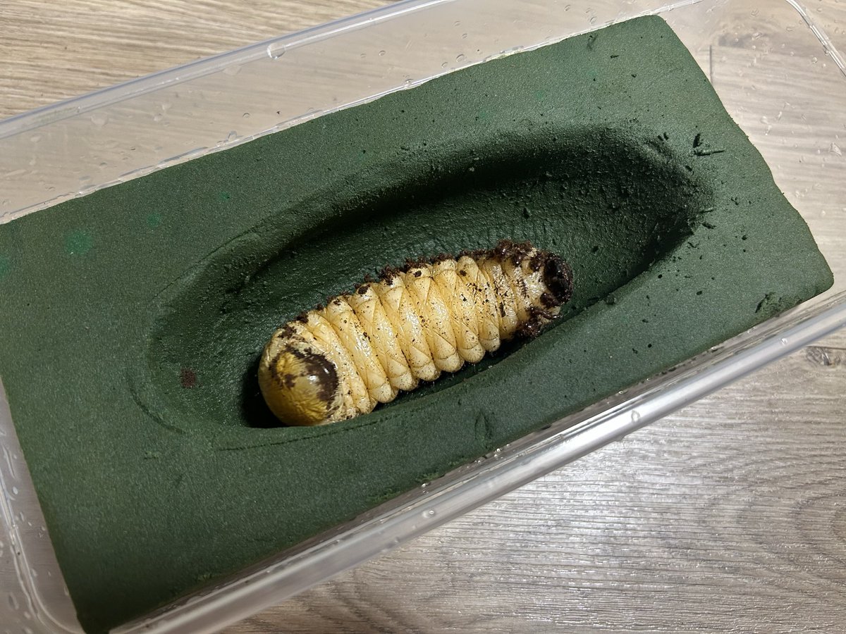 mushi_Lucanus's tweet photo. マレーコーカサス人工蛹室移した。
MAX95g(前蛹86g)ってどうなん？
長角ワンチャン期待していい？？？ https://t.co/Lb0GwZBUb4