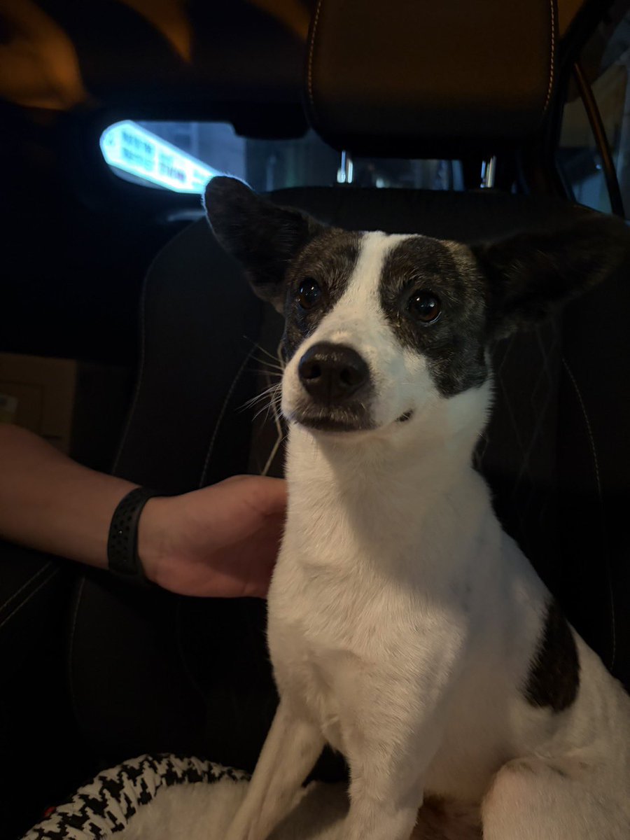565ksbt's tweet photo. 【拡散希望】

昨晩（9/22)
国際通りで10キロくらいの小型犬と中型犬の間ぐらいの子を保護したんですが、首輪など何も無くて
飼い主の手がかりが全くなくて、、、

飼い主様に連絡がつきますように🙇

#迷い犬
#沖縄
#那覇

 #goldenokinawa https://t.co/VZkmYaqOkV