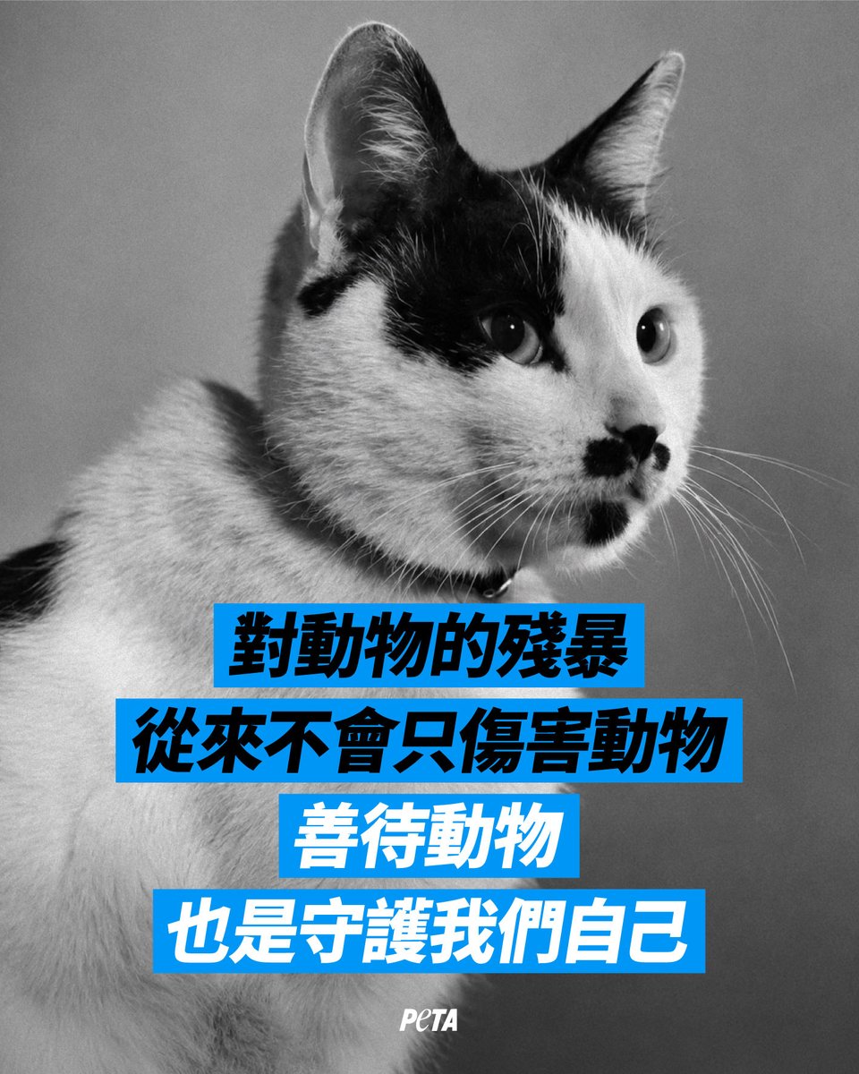 PETAAsiaZH's tweet photo. 虐待動物絕不是能輕易遺忘的小事。當有人冷血地對弱小動物施加痛苦，受傷害的不只是動物，更破壞了社會的善良正義與安全網。虐貓集團頭目「杰克辣条」徐志輝的名字，讓無數人感到憤怒與痛心。

這些年來，一起又一起駭人的虐待動物事件不斷提醒我們，放任虐待者逍遙法外，從來不是解決之道。中國大陸至今仍缺乏反虐待動物法，無數動物因此成為暴力的受害者。我們呼籲儘速推動反虐待動物立法，讓施虐行為受到法律約束，讓每一個生靈都能獲得最基本的保護。

善待動物，也是守護我們自己。

#杰克辣条 #徐志辉 #奶牛貓