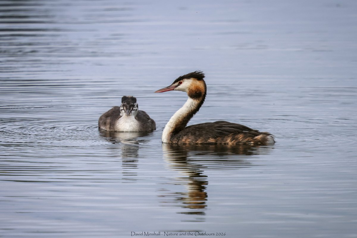 dbminshall's tweet photo. Adult and juvenile Great Crested Grebe at RSPB Ham Wall. Lovely to sit on a bench and watch the pair drifting about. (21.09.26) #ukwildlife #birds #somersetbirding https://t.co/YLuikdMAAX