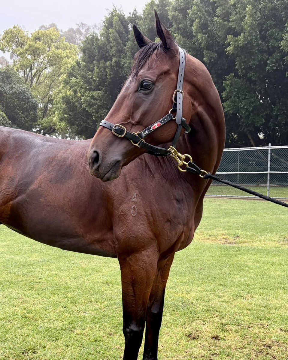 ChevalGlobe's tweet photo. Rise and shine, KA YING RISING! 💛

The world's best racehorse enjoyed a trot around Canterbury Park as he builds towards a Randwick trial (Oct 6) and his Everest defence (Oct 17). https://t.co/QZy6u0jUDh