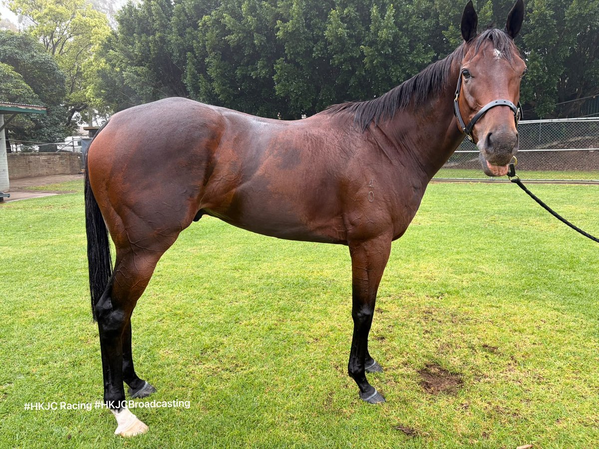 ChevalGlobe's tweet photo. Rise and shine, KA YING RISING! 💛

The world's best racehorse enjoyed a trot around Canterbury Park as he builds towards a Randwick trial (Oct 6) and his Everest defence (Oct 17). https://t.co/QZy6u0jUDh