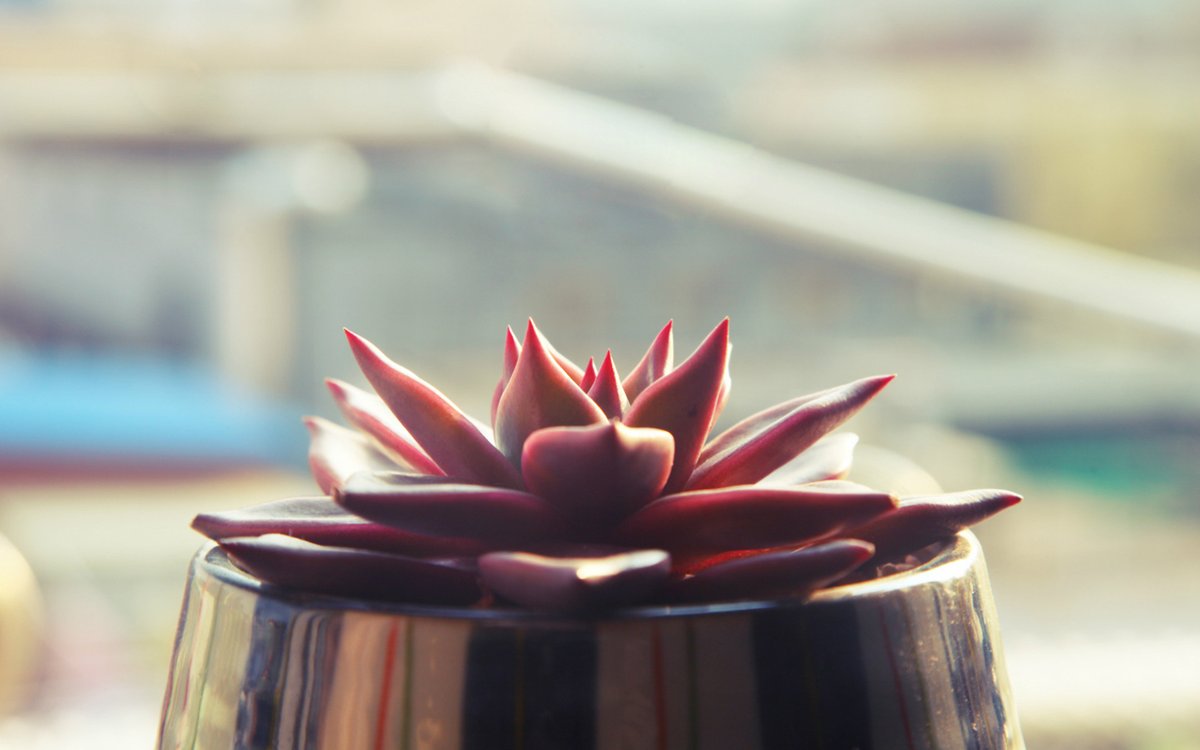 Herbit15's tweet photo. Transform your desk into a productivity hub with just 2 small changes—sleek cable clips + a potted succulent. No clutter, all calm focus. https://t.co/tcwojKeXqR