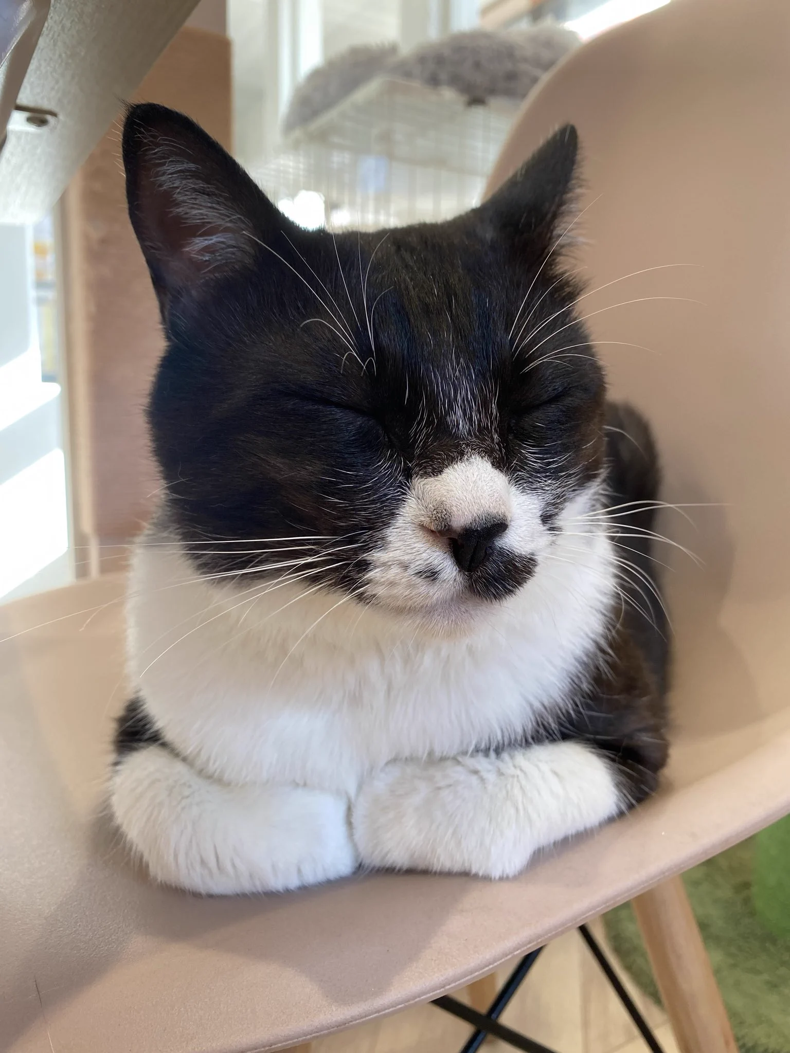 譲渡型保護猫Cafe あおねこ(新潟県田上町) on X: 