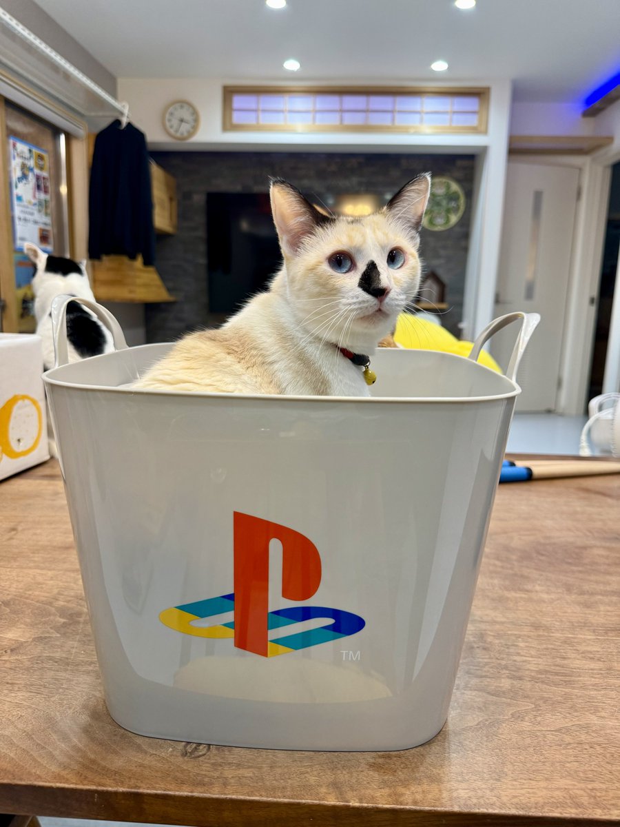 omochi_nam01's tweet photo. ゲーセンで、この世で1番かっこいいマルチバケットを手に入れたぞ！！！！ https://t.co/AosVhpgx0R