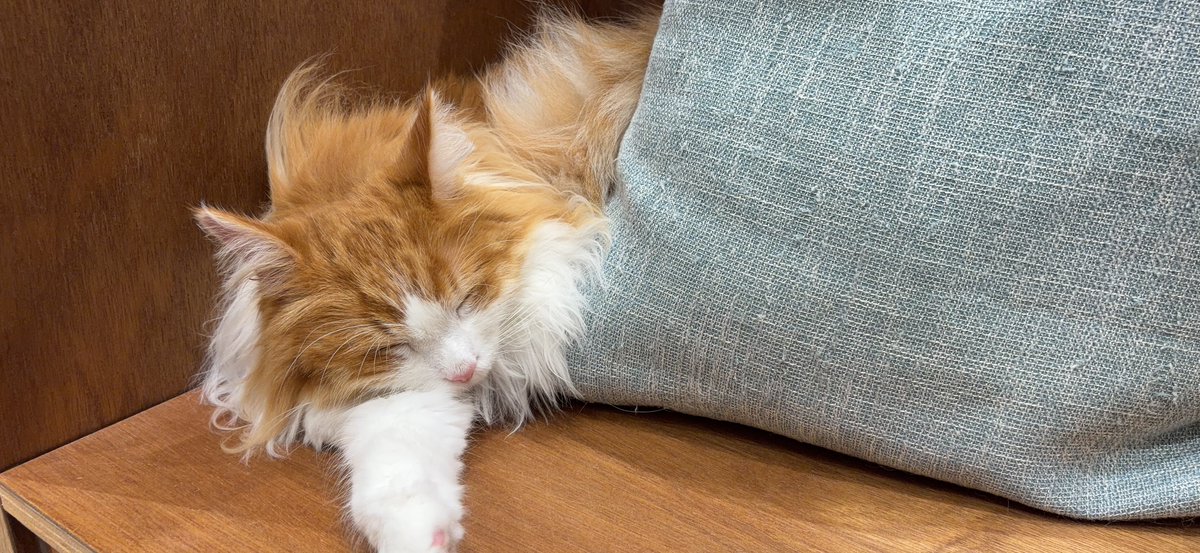 liliw_ut's tweet photo. 野生を失った猫がいちばんかわいい https://t.co/L27QRyM7lI